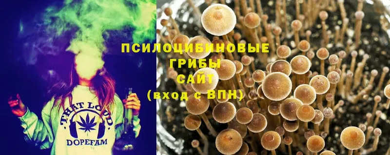 Псилоцибиновые грибы Psilocybine cubensis  дарнет шоп  Игарка 